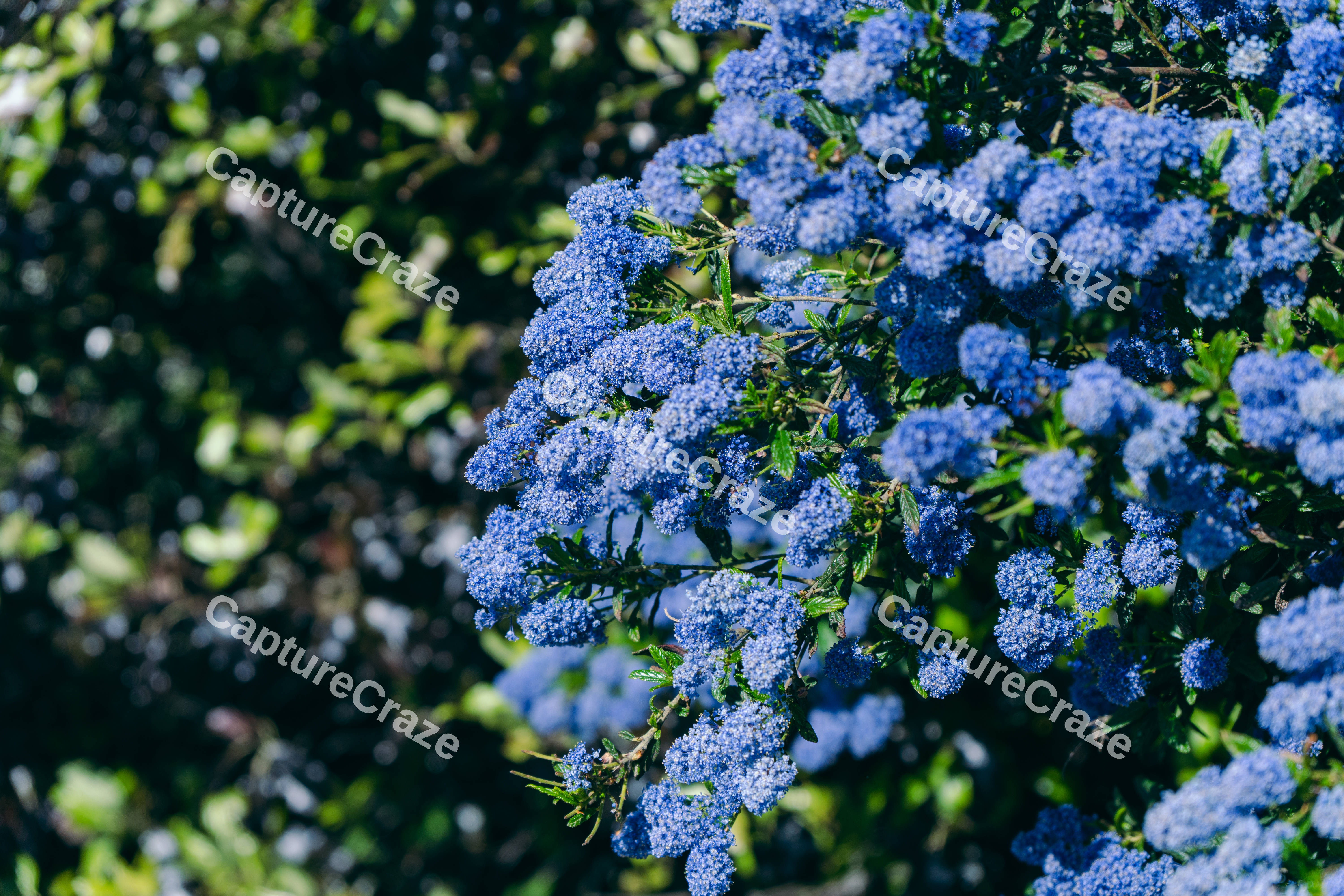 A Bunch of Ceanothus